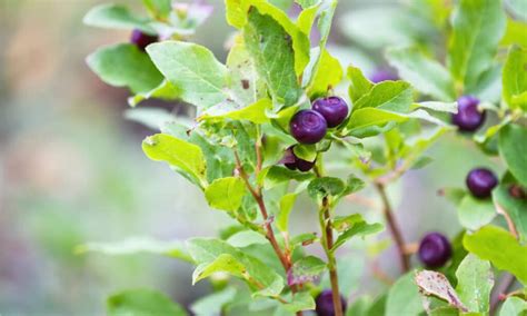 Huckleberries vs Blueberries: Is There a Difference? - Wiki Point