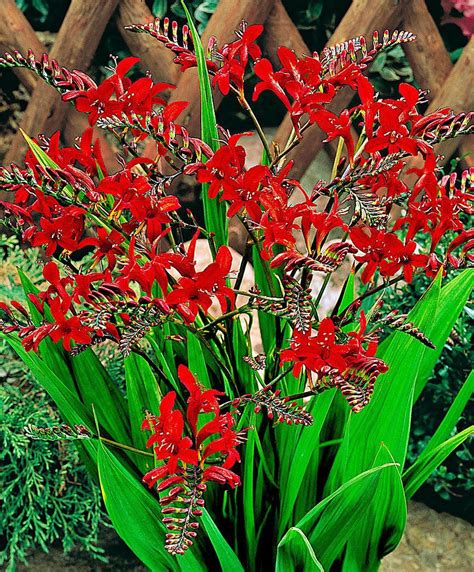 Crocosmia, Lucifer Bulb Flowers, Red Flowers, Garden And Yard, Cottage ...