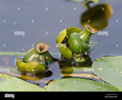 Brandy bottle, Nuphar lutea, spent flower buds on waters surface Stock Photo - Alamy