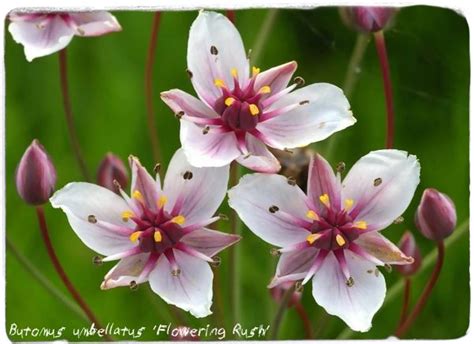 Butomus umbellatus 'Flowering Rush' 100+ SEEDS | Papaver Somniferum ...