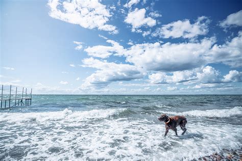 Can Huskies Swim In The Ocean