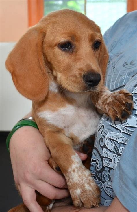 Basschshund (Basset Hound-Dachshund Mix) Info, Puppies, Pictures