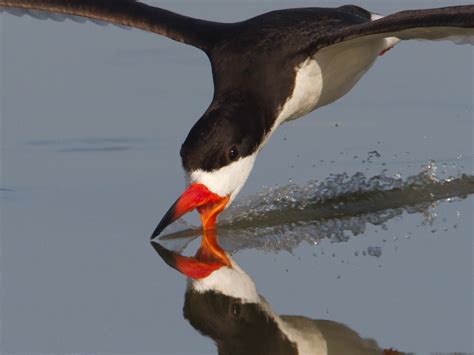 Black Skimmer ~ Birds World