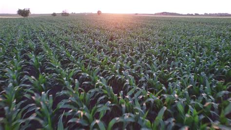 Aerial View Of Corn Field On Sunset Stock Footage Video 10413350 - Shutterstock