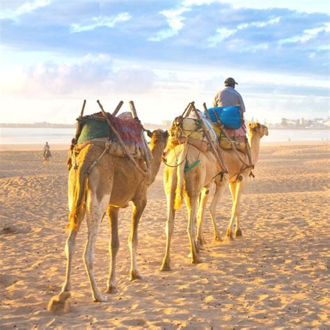 Camel Riding On The Beach In Morocco / Take your time and enjoy a relaxing journey from ...