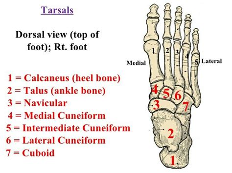 Tarsal bone | Basic anatomy and physiology, Human anatomy and physiology, Medical school studying