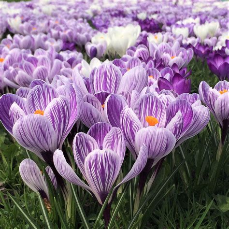 Crocus Large Flowering Mix – Easy To Grow Bulbs