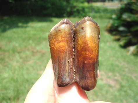 Gorgeous "Tequila Sunrise" Camel Molar | Artiodactyl | FOSSILS | Prehistoric Florida