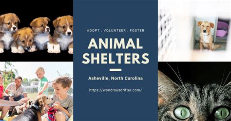 Animal Shelters in Bangor, Maine - Wondrous Drifter