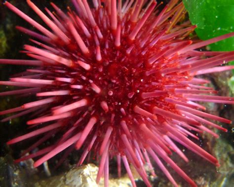 Red Sea Urchin - vic high