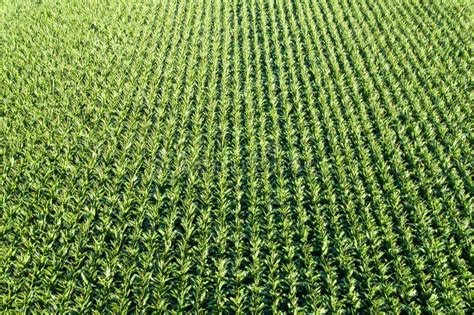 Corn Field Grain Drone View Aerial Photo Stock Image - Image of birds, nature: 202493075