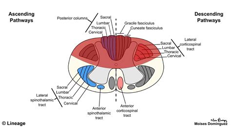 Spinal Cord Anatomy Tracts