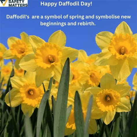 Celebrate Daffodil Day - Safety Matters