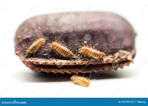 Eggs with Cockroaches with Worms Stock Image - Image of pest, body ...