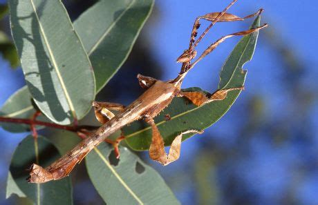 Spiny Leaf Insect Extatosoma Tiaratum Male Editorial Stock Photo - Stock Image | Shutterstock