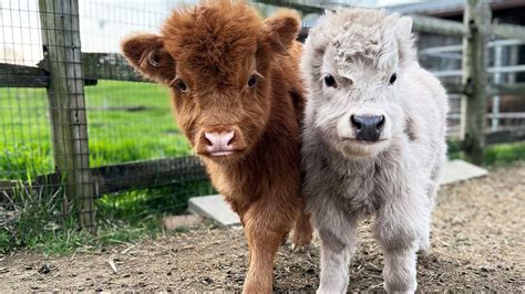 Miniature cows steal the show at Lancaster County farm