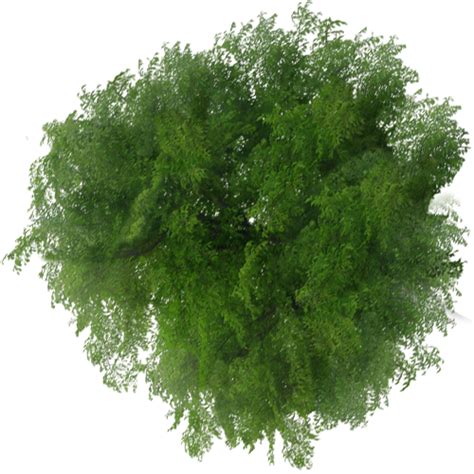 Tree Plan Png Free Download Tomoko Orosco | Porn Sex Picture