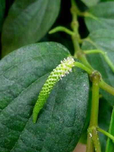 How to Grow Black Pepper Plant | Growing Peppercorn