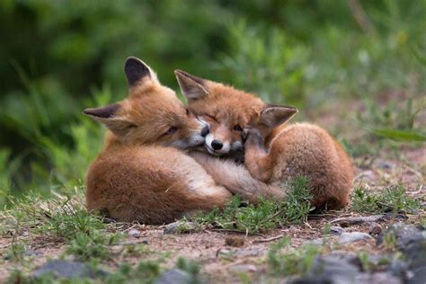 Best of friends by Topi Lainio on 500px | Wild animals pictures, Cute ...