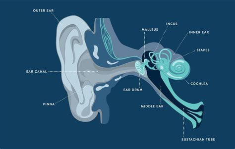 A Sound Wave's Journey Through Your Ear | THCP