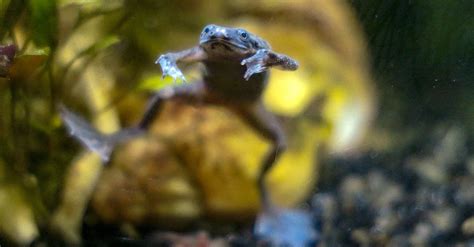 African Dwarf Frog Lifespan: How Long Do African Dwarf Frogs Live? - A-Z Animals