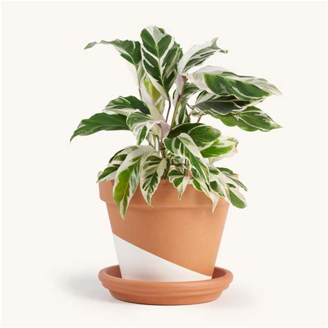 Calathea White Fusion | Indoor House Plants Delivered t