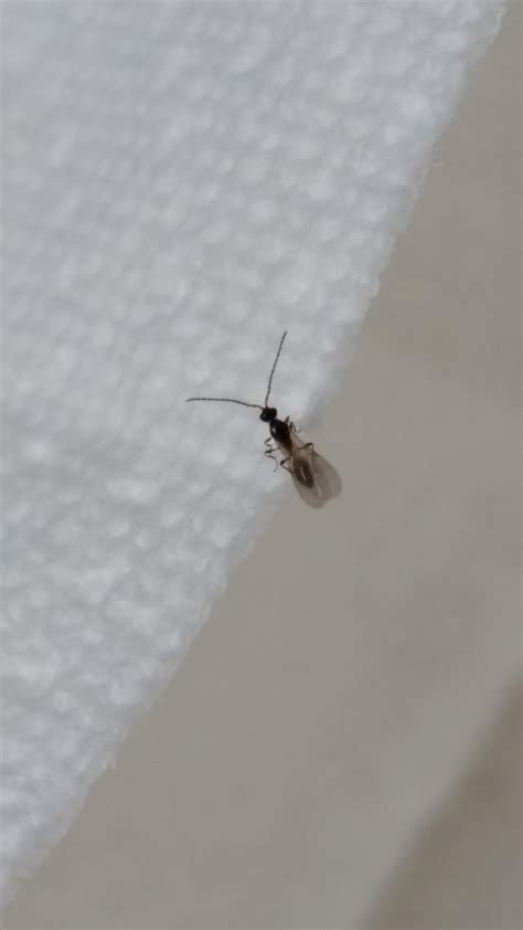 Small flying insect killing my house plants. Fly tape only has minimal control. What are they ...