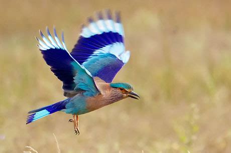 Birding Tour india - Best Bird Watching Tours India