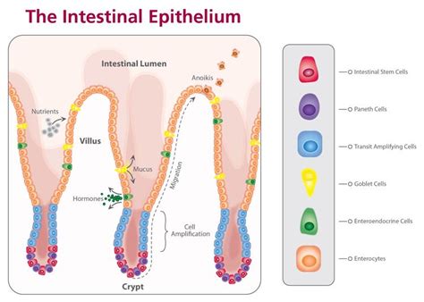 Crypts of Lieberkuhn are present inA. StomachB. Colon of the large intestineC. Ileum part of the ...