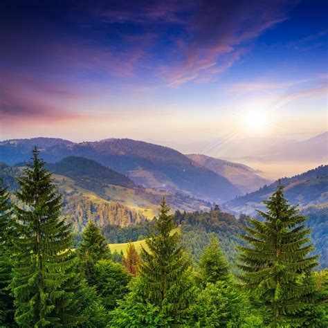 pine trees near valley in mountains and summer forest on hillside under ...