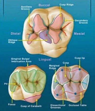 Maxillary First Molar Anatomy Anatomical Charts Posters | The Best Porn ...