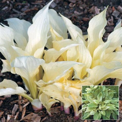 White Feather Hosta | Premium Dutch Flower Bulbs