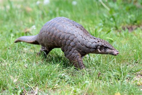 Chinese Pangolin