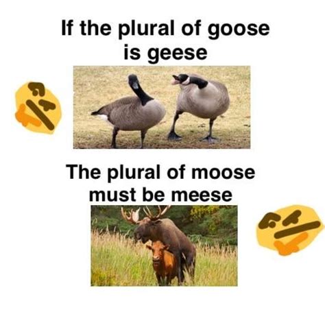 Moose = Meese?? : r/dankmemes