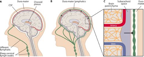 Unraveling the link between brain and lymphatic system