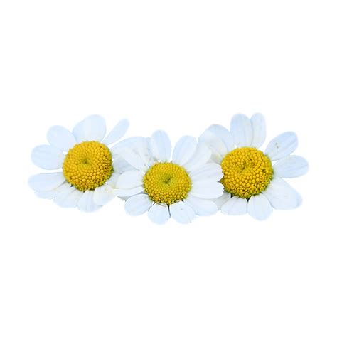 Flower Plants Dress Up Chamomile, Flower Core, Petal, Photography PNG Transparent Image and ...