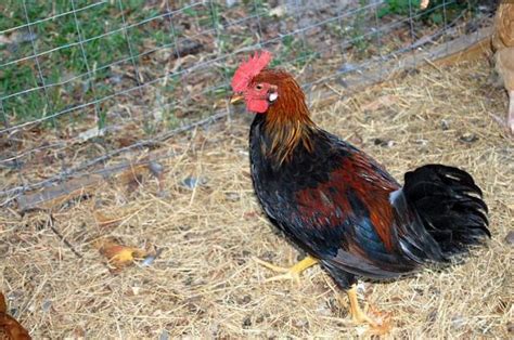 brown leghorn roo w/ white ears and feathers w/ pics | BackYard Chickens - Learn How to Raise ...