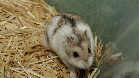 Campbell's Dwarf Hamster - Profile | Facts | Traits | Colors | Size ...