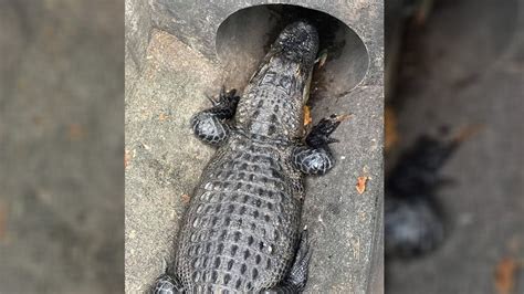 Toddler mistakes 6-foot alligator for turtle in sewer outside Florida restaurant | FOX 35 Orlando