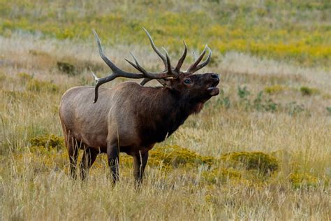 Wildlife of Rocky Mountain National Park | Nature Photography