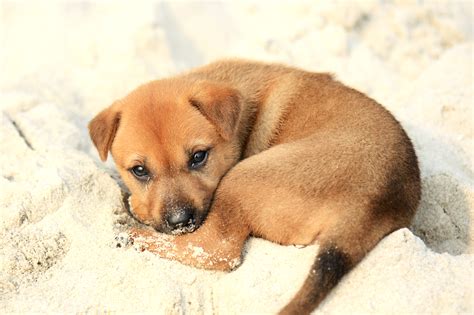 File:Puppy on Halong Bay.jpg - Wikimedia Commons