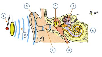 El estímulo adecuado para el receptor auditivo lo representan las ondas sonoras . Ellas se ...