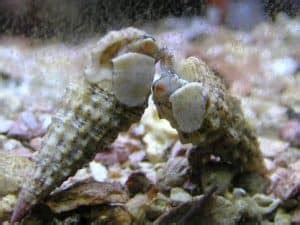 Cerith Snail – Detailed Guide: Care, Diet, and Breeding - Shrimp and Snail Breeder