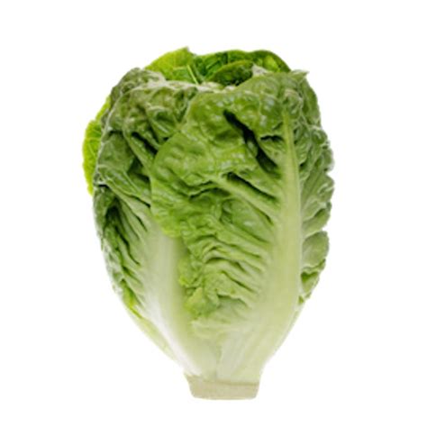 Buy Lettuce Baby Gem, Europe - 500gm Online @ AED18 from Bayzon