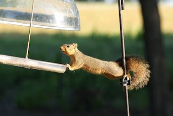 Squirrel Adaptations: Lesson for Kids | Study.com