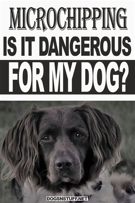 Microchipping: Is it Dangerous For My Dog? | Dogs, Dog training tips, Dog hacks