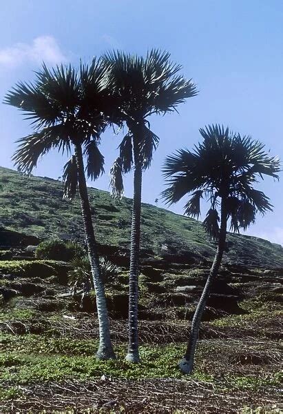 Latan Palms endemic Round Island Mauritius For sale as Framed Prints, Photos, Wall Art and Photo ...