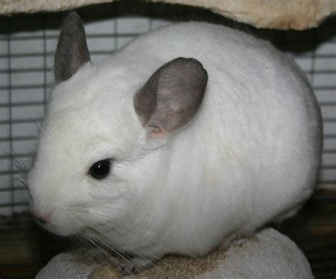 16+ Different Chinchilla Colors: Pictures + Pricing - Your Chinchilla ...