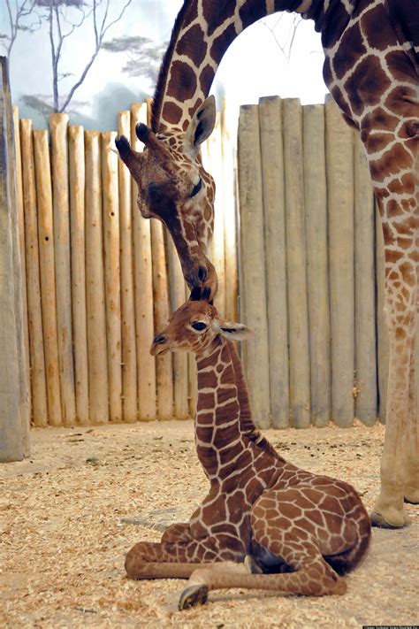 Brookfield Zoo Baby Giraffe Makes Debut (PHOTOS)