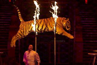 UK Bans Exotic Circus Animals | Live Science